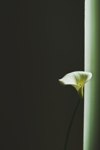 The image features a single white flower standing tall beside a window.