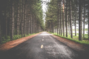 The image features a road cutting through a forest of tall trees.